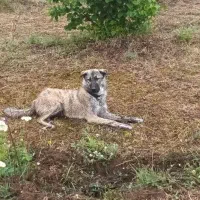 واگزاری ماده سرابی  یک سال