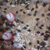 تخم بلدرچین نطفه دار درشت و جوجه بلدرچین