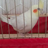 عروس هلندی نر