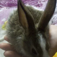 خرگوش دونه ای 200هزارتومن|موش و خرگوش|دوگنبدان, |دیوار