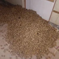 گردوی خشک درجه یک
