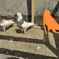 کفتر کبوتر طوقی