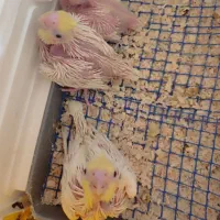 جوجه عروس هلندی سرلاکی از۱روزتا۴۵روزدررنگای مختلف|پرنده|آبیک, |دیوار