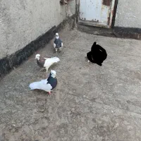 طوقی مفت