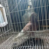 کبوتر رنگی کفتر بوم|پرنده|مشهد, مشکینی (شهرک غرب)|دیوار