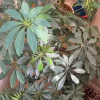 گل شلفرا