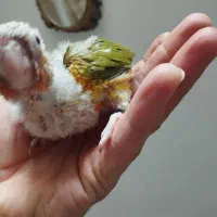 جوجه سرلاکی گرین چیک گرینچیک طوطی  عروس کوتوله|پرنده|مشهد, کوی المهدی|دیوار