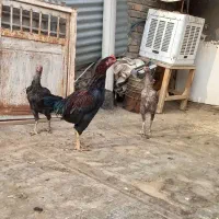 دورگه اصل افقان