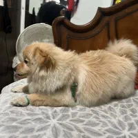 سگ پامر ماده|سگ|رشت, گلسار|دیوار