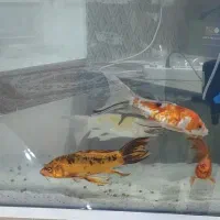 ماهی کوی|ماهی|نسیمشهر, |دیوار