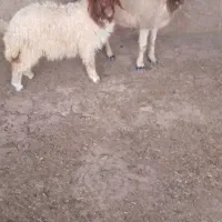 گوسفند