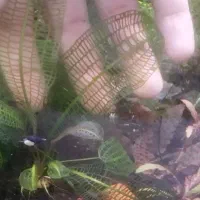 گیاه  ماداگاسکار