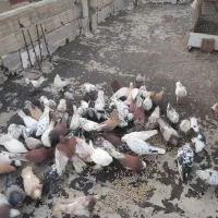 فروشی|پرنده|نوشین شهر, |دیوار