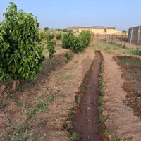 باغ روستای راهجرد(سه راهی آشتیان)|فروش زمین و ملک کلنگی|قم, نیروگاه|دیوار