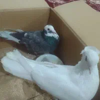 کبوتر|پرنده|قروه, |دیوار