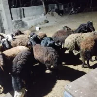 گوسفند|حیوانات مزرعه|هیر, |دیوار