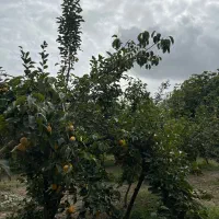 فروش زمین (باغ مرکبات)|فروش زمین و ملک کلنگی|نوکنده, |دیوار