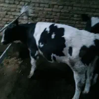 دوعد گوساله نر