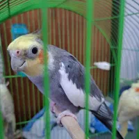 جفت عروسهلندی مولد