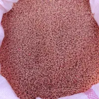 گندم بذری آذر۲