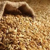 فروش گندم امسال‌کیلویی50