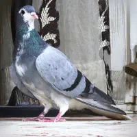 طاقی