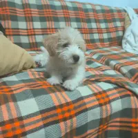 سگ چهار ماهه