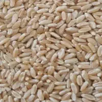 گندم پیشگام برای بذر و نان درجه یک