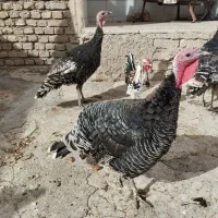 بوقلمون
