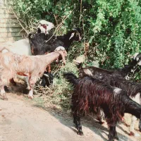 بز نر وماده چاق|حیوانات مزرعه|کارون, |دیوار