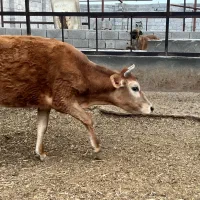 گاو جرسی اصل