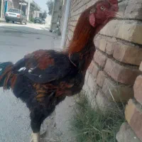 خروس لاری