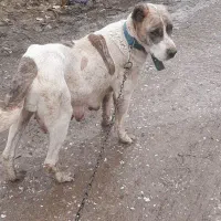 ماده الماس|سگ|مینودشت, |دیوار