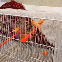 سلام 17عدد قناری درجه یک سالم بضمانت  فروشی|پرنده|تربت‌حیدریه, هاشمی‌نژاد|دیوار