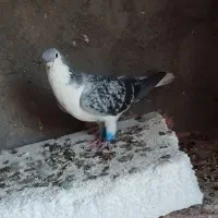 صده هم پرشی هم جفگا