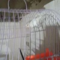 کوتوله ماده|پرنده|چابهار, |دیوار