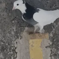 دوعدد ماده طوقی و کلاغ