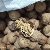گردوی چرب و خوش مزه دون درشت امسال کیلویی 1200