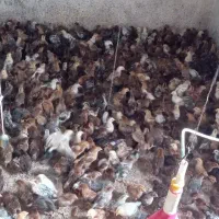 مرکز خرید جوجه مرغ