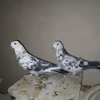 یک جفت کاشونی بزرگ و قدیمی