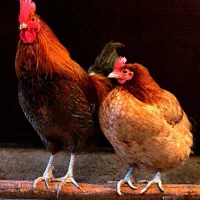 مرغ