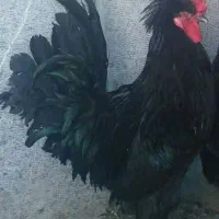 جوجه محلی سیاه و تخم مرغ نطفه دار نژاد سلطان