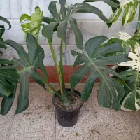 گلسرای ملک|گل و گیاه طبیعی|مشهد, شهید آوینی|دیوار