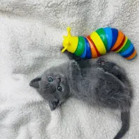 گربه تناژ بلو