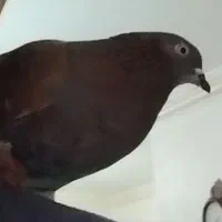 کبوتر  قهوه‌ای گم شده