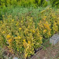 فروش فوری کاج لاوسون و شمشاد طلایی