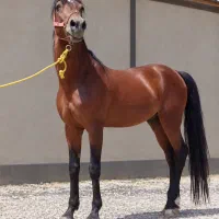 اسب نر کرد