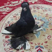 قره آغ گوروخ