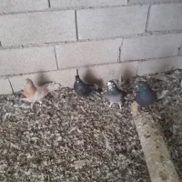 کبوتر|پرنده|نجفآباد, حومه نجف آباد|دیوار