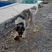 سگ نگهبان|سگ|مشهد, چهاربرج|دیوار